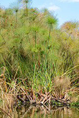 Papyrus, Cyperus papyrus, Parc national du lac Naivasha, Kenya, Afrique de l'Est