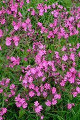 Silène dioïque, Compagnon rouge, Silene dioica