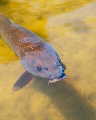 fish swimming in the water