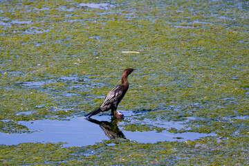 cormorant sitting on the vegetation on a lake.