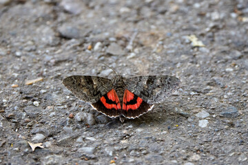 close up with a butterfly sitting on the asphalt in the sun