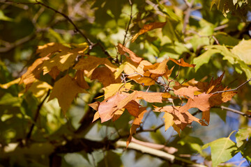 close up with the yellowed leaves of a (Platanus acerifolia) tree