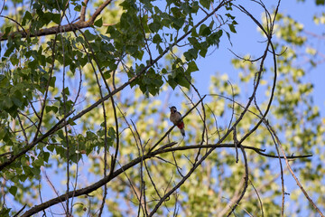 a woodpecker sitting on the branches of a tree