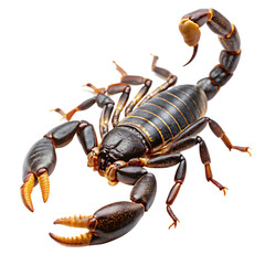 Scorpion isolated on white background as transparent. PNG