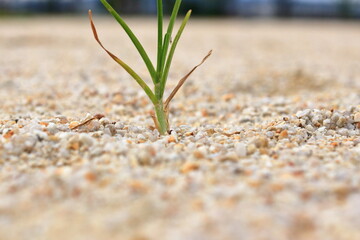 広場に生えてくる草