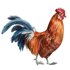 Detailed watercolor painted rooster Isolated white background, Ideal for creative projects, rustic decor artistic poster