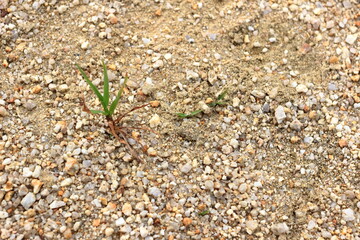 広場に生えてくる草