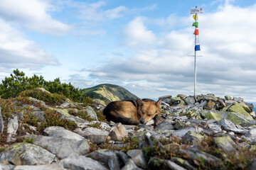 Dog in the mountains