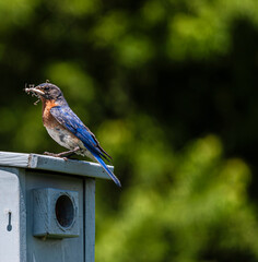 Eastern bluebird (sialia sialis) parent bringing food to its nest in a birdhouse.  