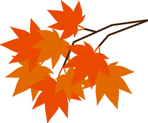 Maple trees leaf and branch