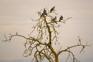 A flock of pigeons and a magpie perching on a bare tree