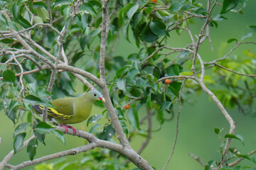 Treron curvirostra birdwatching inn the forest.  