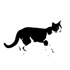 cat illustration in vector on isolated white background