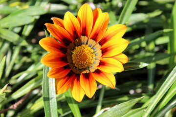 Gazania