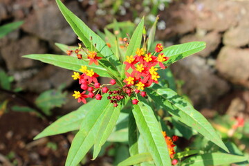 Asclepias curassavica, blühende Blume, Pflanze