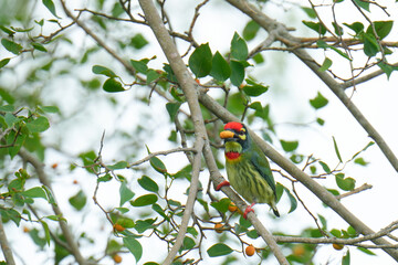 Blue-throated Barbet birdwatching inn the forest.  