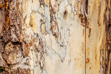 Braune Baumrinde, Borke,  Holztextur, Hintergrund, Deutschland, Europa