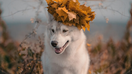 autumn husky sits in the grass in a wreath of yellow maple leaves © Sofiia