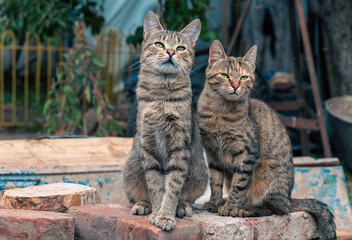 two stray tabby cats sitting on bricks