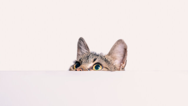 mongrel tabby cat peeks out from behind a white surface on a light  background