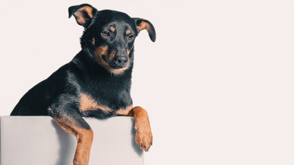 Obraz premium mongrel dog of black and tan color looks out of a gray box on a white background