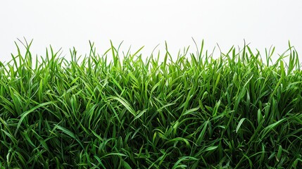 Fototapeta premium Vibrant Green Grass Isolated on a White Background