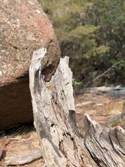 Dead tree trunk in front of rock.