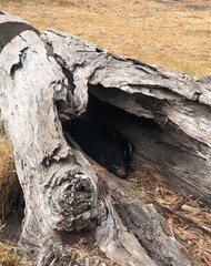 Tasmanian devil sleeping inside log, tree trunk.