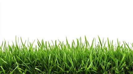 Obraz premium Vibrant Green Grass Isolated on a White Background