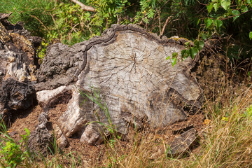 Obraz premium Totholz, alter, knorriger Baumstump im Wald, Deutschland