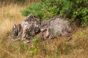 Totholz, alter, knorriger Baumstump  im Wald, Deutschland