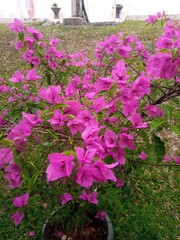 Obraz premium flowers in the garden