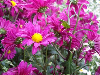 Fototapeta premium pink flowers in the garden