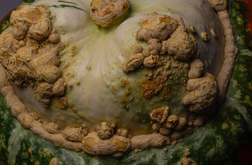Decorative pumpkin, Sultan's Turkish turban, macro photo