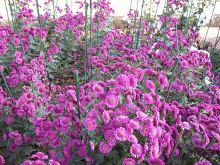 pink and white chrysanthemum