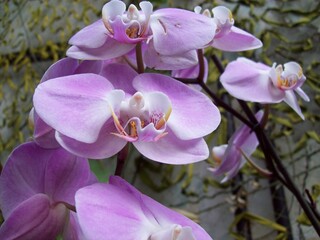 pink orchid flowers