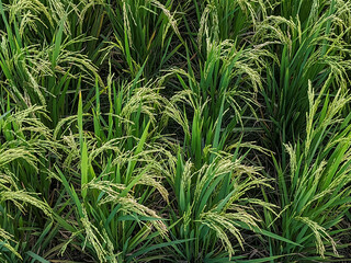 A close-up of green rice plants in a paddy field, showing the mature grains ready for harvest. The vibrant stalks and grain clusters display natural agricultural growth in an organic environment.
