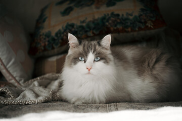 A fluffy munchkin cat lies on a bed and looks at the camera.