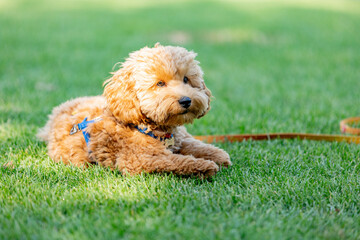 Cute Maltipoo dog on green grass