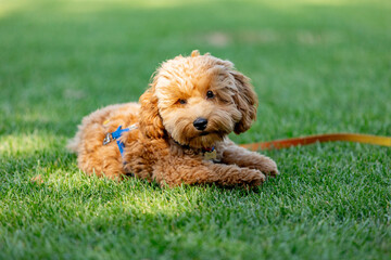 Cute Maltipoo dog on green grass