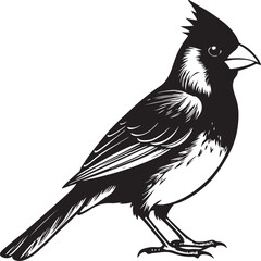 Obraz premium Color and silhouette tropical bird image vector illustration