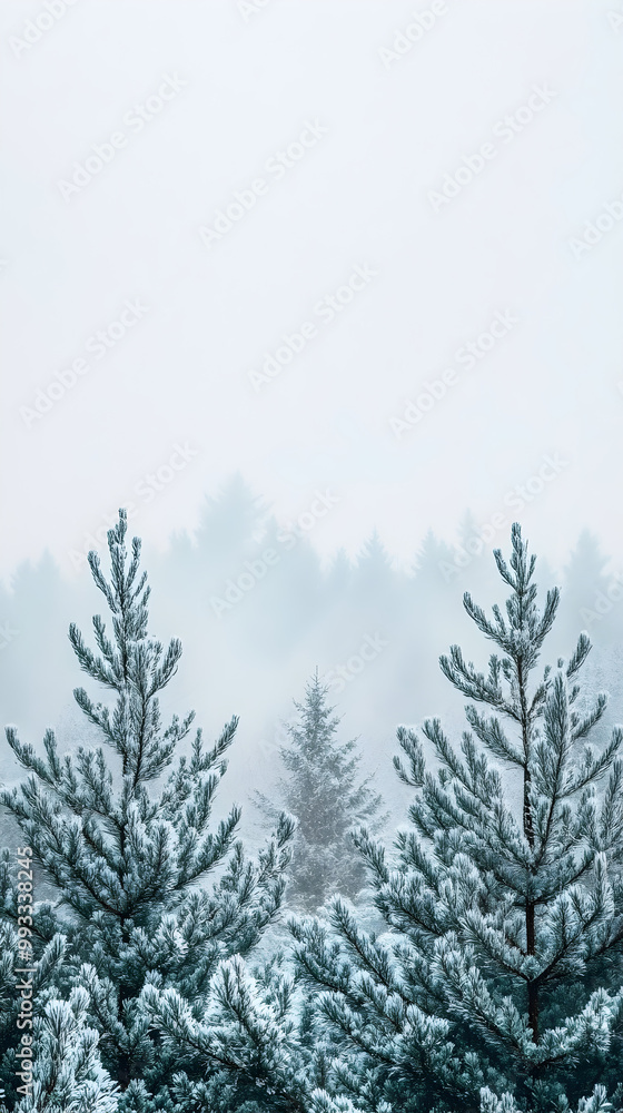 Poster winter landscapes feature tall evergreen trees covered in frost, creating a serene and tranquil atmo
