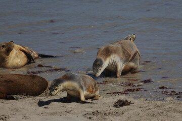 Fototapeta premium australian sea lion