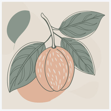 Mabolo Fruit Vector Illustration , Vibrant and Detailed Depiction of Tropical Delight