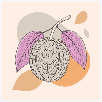 Mabolo Fruit Vector Illustration  Vibrant and Detailed Depiction of Tropical Delight
