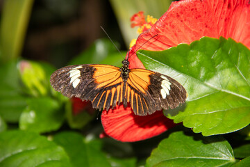 Papillon Heliconius melpomene sur une fleur tropicale