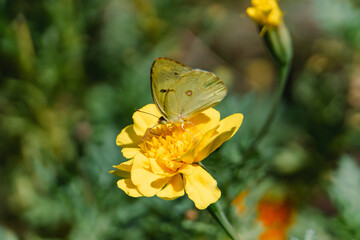 A Colias butterfly resting on a marigold in a flowerbed in the park