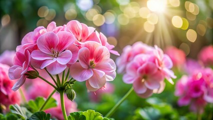 Fototapeta premium Light Pink Geraniums in Bloom, Delicate Petals Creating a Vibrant Garden Scene for Nature Lovers