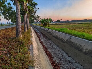 Fototapeta premium Photos of irrigation canals in rice paddy areas that have dried up due to the impact of long drought and climate change. 