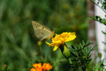 A Colias butterfly resting on a marigold in a flowerbed in the park